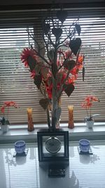 Potted plants on window sill