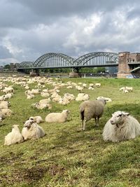 View of sheep on field against sky