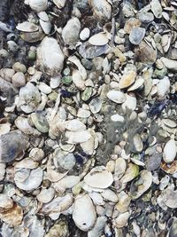 Full frame shot of shells on beach