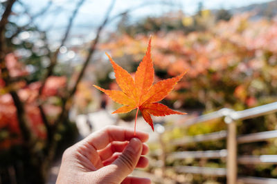 Cropped hand of person holding maple leaf during autumn