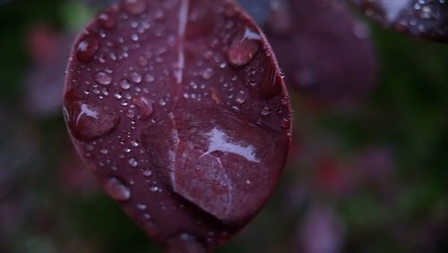Close-up of raindrops on wet pink rose leaves