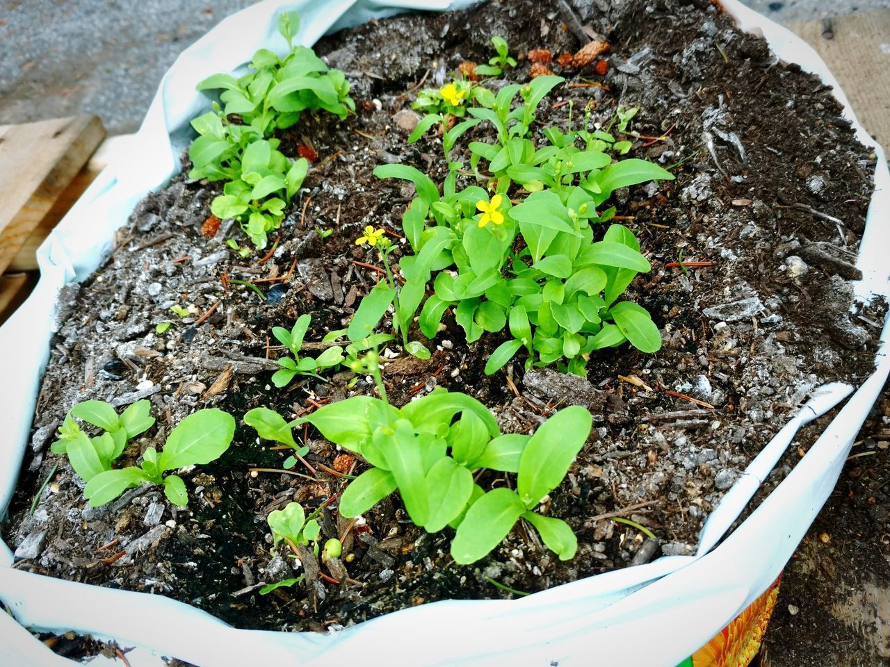 growth, green color, plant, nature, leaf, high angle view, potted plant, no people, close-up, fragility, outdoors, day, beauty in nature, freshness