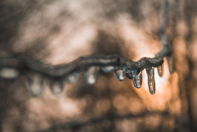 Close-up of ice crystals against blurred background
