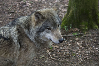 Close-up of lion