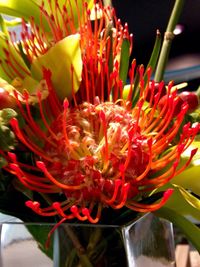 Close-up of red flower blooming outdoors