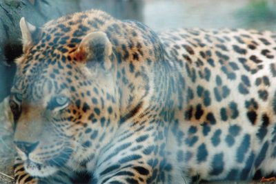 Close-up of a tiger