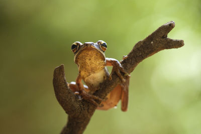 Frog on nature place