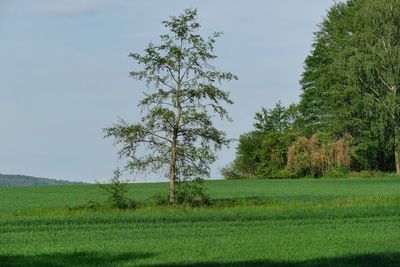 Trees on field against clear sky