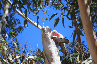 Low angle view of bird perching on tree against sky