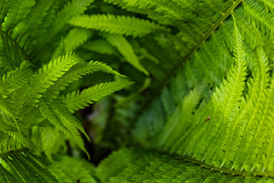 Close-up of fern leaves