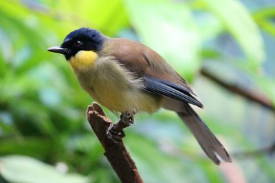 Close-up of bird perching on branch