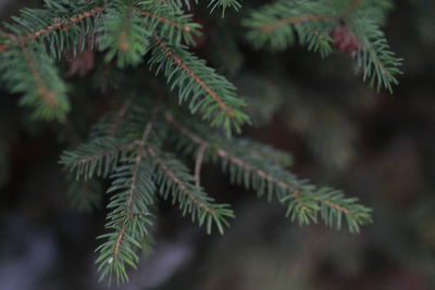 Close-up of pine tree leaves