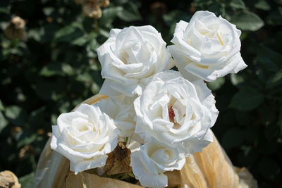 Blooming beautiful bunch of roses in the garden