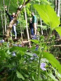 Rear view of people on purple flowering plants