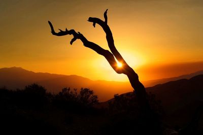 Silhouette of trees at sunset