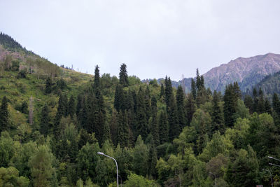 Panoramic view of trees and mountains against sky