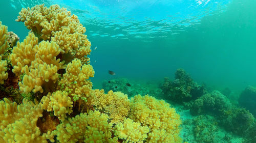 undersea