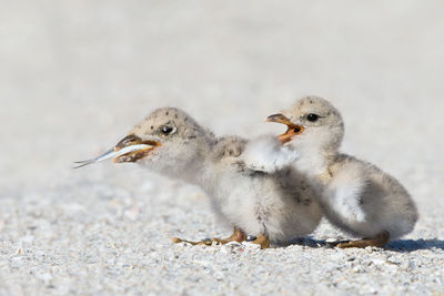 Close-up of bird