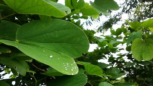 Close-up of water drops on plant