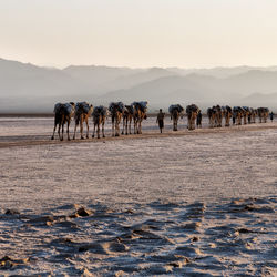 View of horses on beach against sky