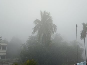 Palm trees against sky during rainy season