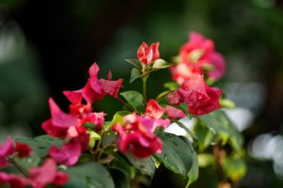 Close-up of pink flowers blooming outdoors