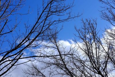 Low angle view of silhouette bare trees against blue sky