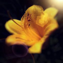 Close-up of yellow flower