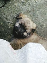 High angle portrait of puppy