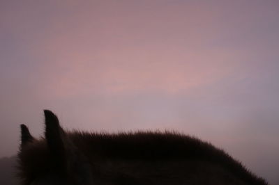 Silhouette of bird against sky