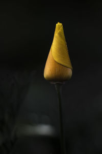 Close-up of flower over black background