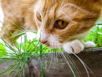 Close-up portrait of cat