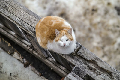 Close-up of cat on wood