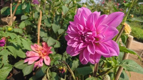 Close-up of pink flowers blooming outdoors