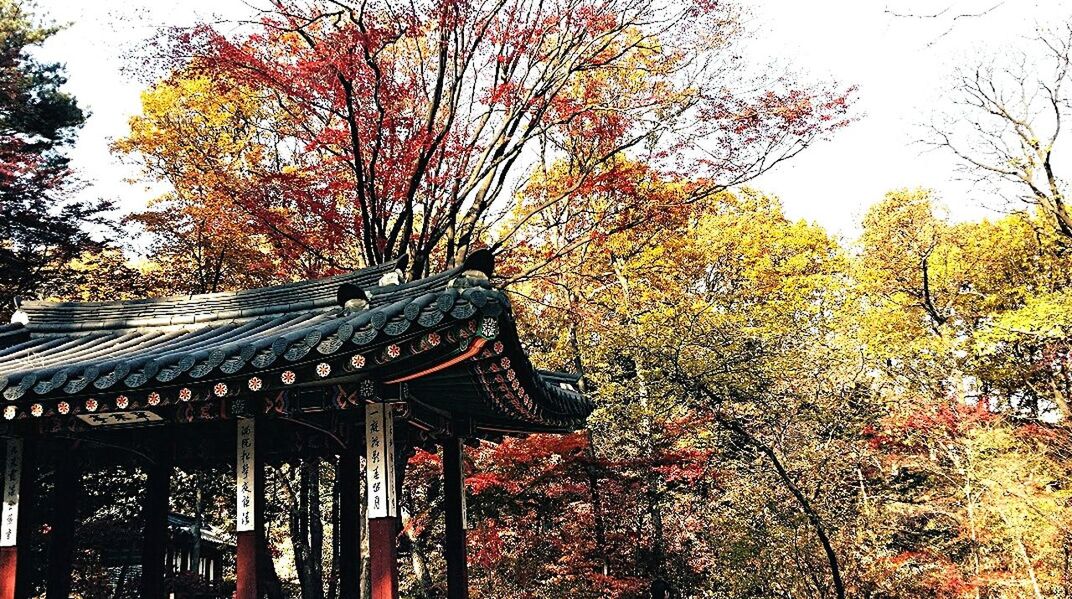 tree, low angle view, branch, growth, built structure, architecture, religion, building exterior, place of worship, spirituality, temple - building, nature, day, outdoors, clear sky, no people, tradition, red, sky, house