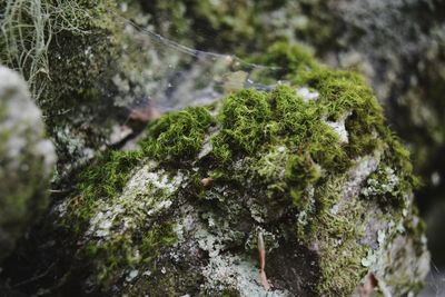 Close-up of moss growing on rock