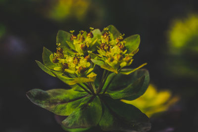 Close-up of plant against blurred background