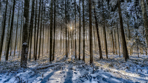 Trees in forest during winter