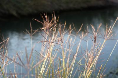 Close-up of grass by lake