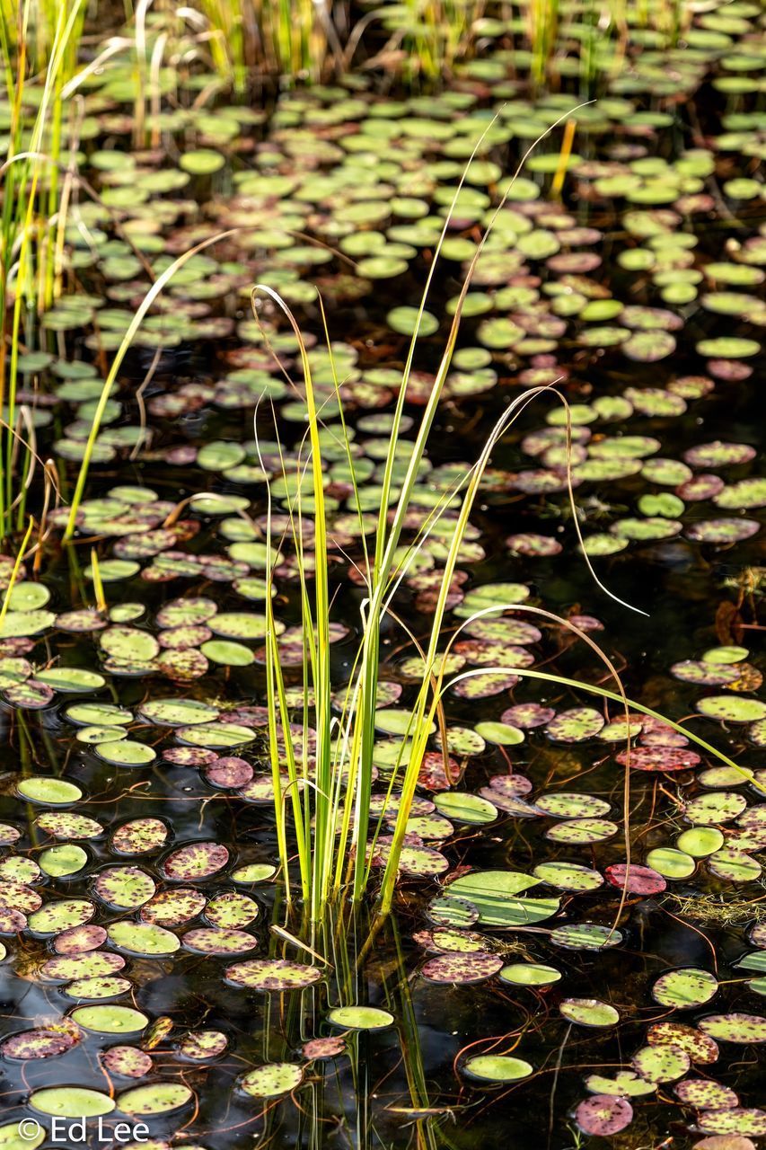 CLOSE-UP OF LEAVES FLOATING ON FIELD