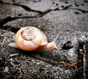 Close-up of snail on land