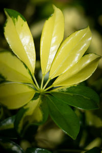 Close-up of green leaves