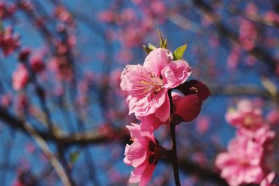 Close-up of pink flowers