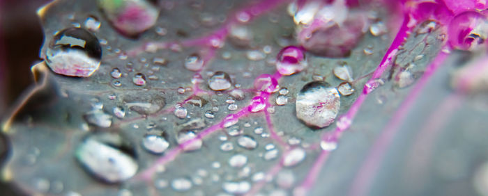 Close-up of raindrops on pink flower