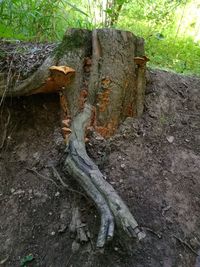 Close-up of tree stump in forest