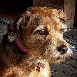 Close-up portrait of dog