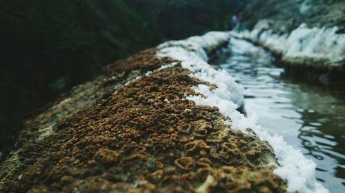 Close-up of frozen stream