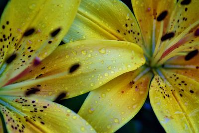 Full frame shot of wet yellow lily