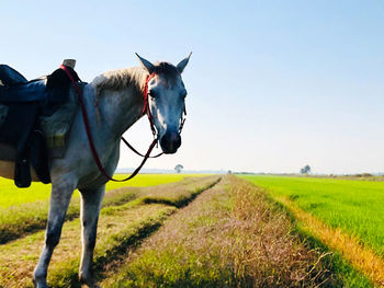 Horses in a field