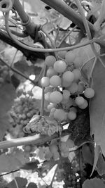 Close-up of fruits growing in vineyard